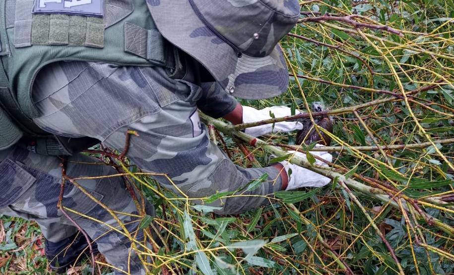 Polícia Ambiental e IAT encaminham aves feridas por chuva de granizo em Santa Mônica, no Noroeste do estado