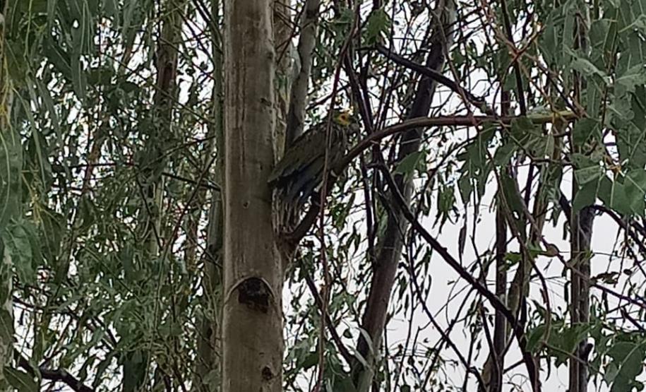 Polícia Ambiental e IAT encaminham aves feridas por chuva de granizo em Santa Mônica, no Noroeste do estado