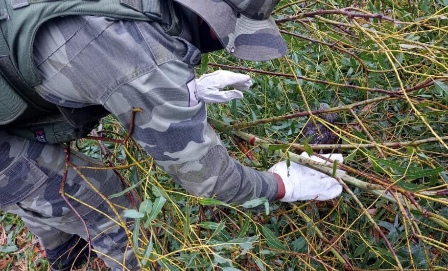 Polícia Ambiental e IAT encaminham aves feridas por chuva de granizo em Santa Mônica, no Noroeste do estado