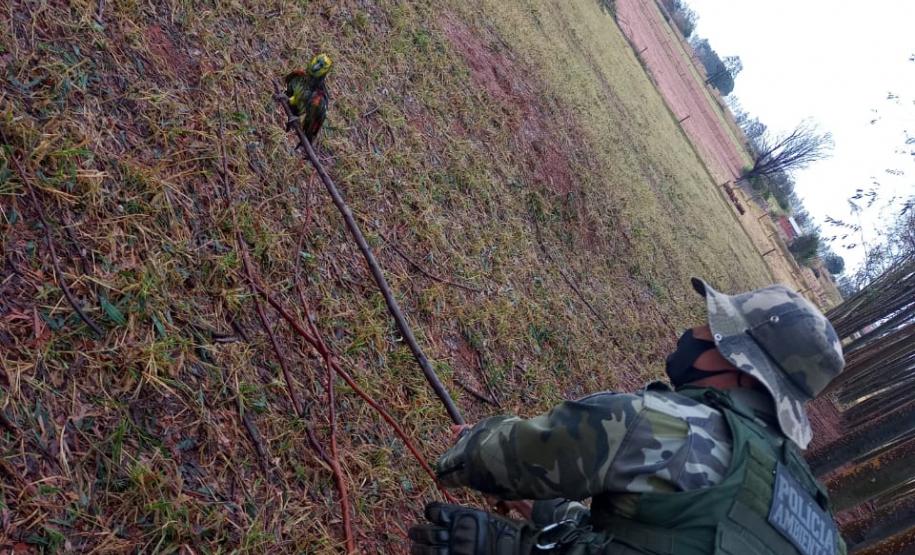 Polícia Ambiental e IAT encaminham aves feridas por chuva de granizo em Santa Mônica, no Noroeste do estado