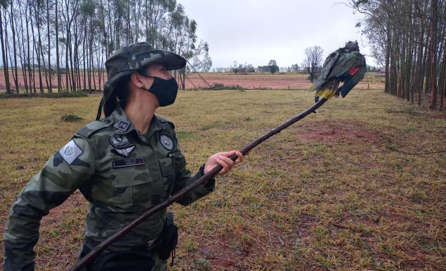 Polícia Ambiental e IAT encaminham aves feridas por chuva de granizo em Santa Mônica, no Noroeste do estado