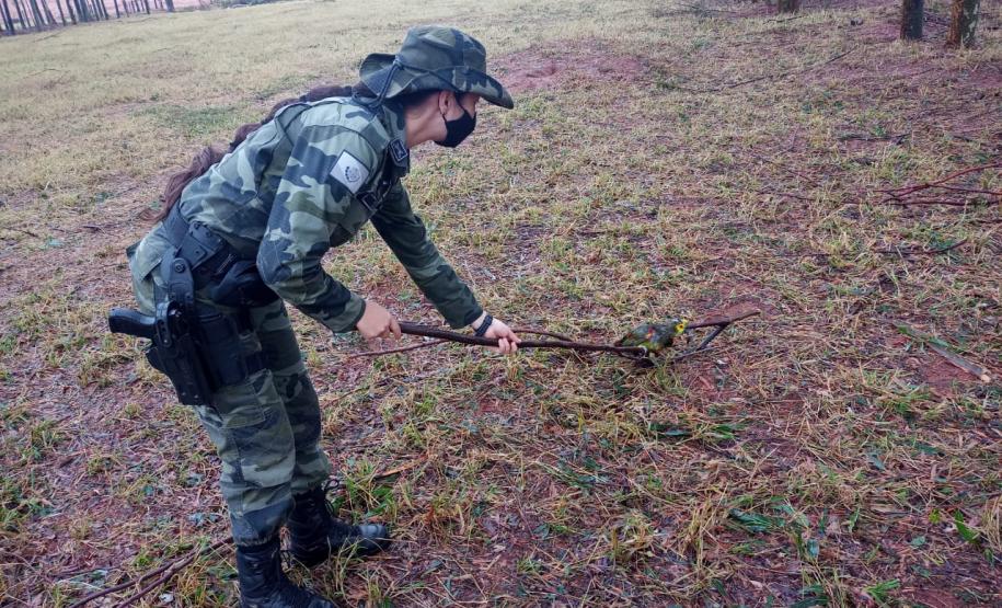 Polícia Ambiental e IAT encaminham aves feridas por chuva de granizo em Santa Mônica, no Noroeste do estado