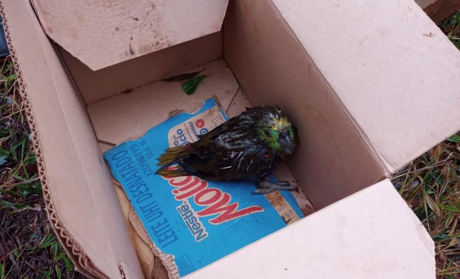 Polícia Ambiental e IAT encaminham aves feridas por chuva de granizo em Santa Mônica, no Noroeste do estado