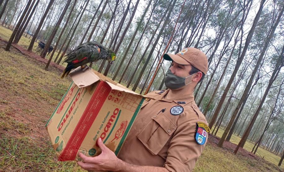 Polícia Ambiental e IAT encaminham aves feridas por chuva de granizo em Santa Mônica, no Noroeste do estado