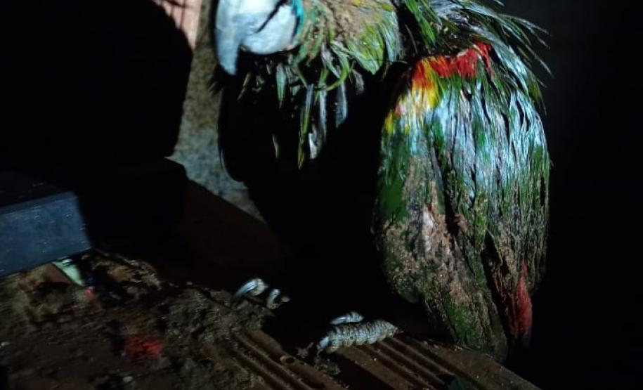 Polícia Ambiental e IAT encaminham aves feridas por chuva de granizo em Santa Mônica, no Noroeste do estado