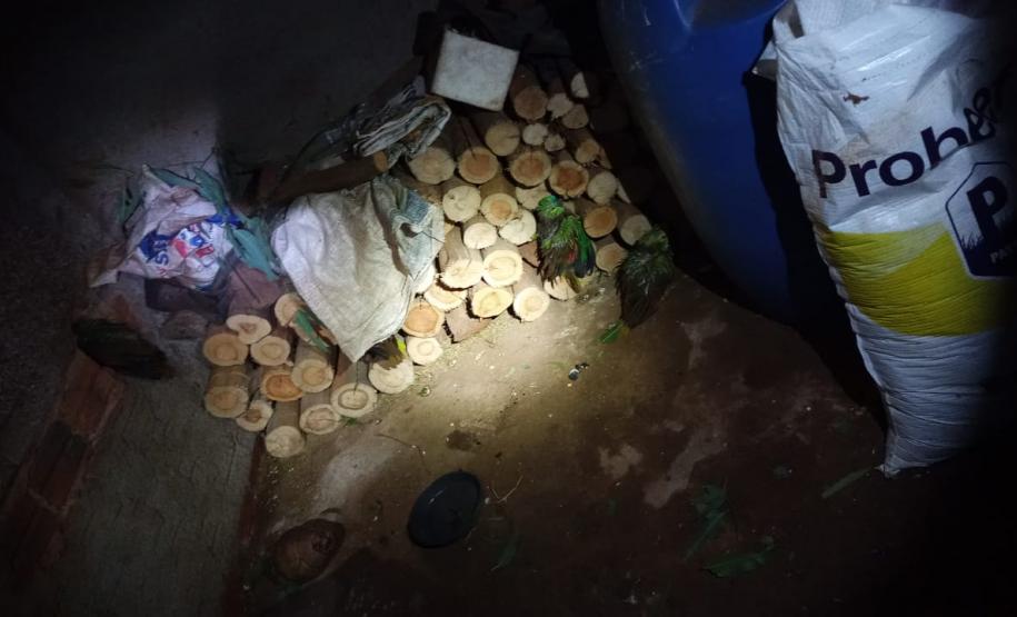 Polícia Ambiental e IAT encaminham aves feridas por chuva de granizo em Santa Mônica, no Noroeste do estado