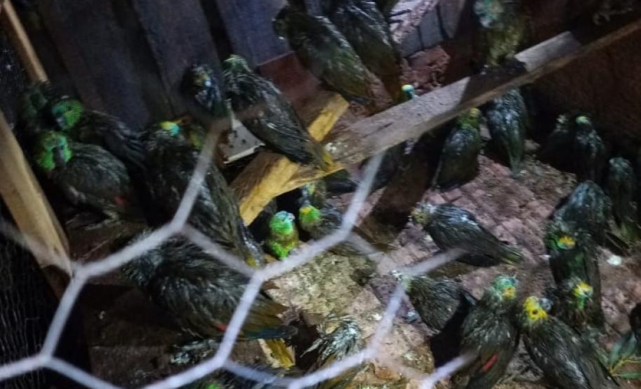 Polícia Ambiental e IAT encaminham aves feridas por chuva de granizo em Santa Mônica, no Noroeste do estado
