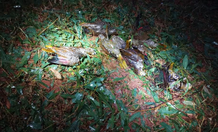 Polícia Ambiental e IAT encaminham aves feridas por chuva de granizo em Santa Mônica, no Noroeste do estado