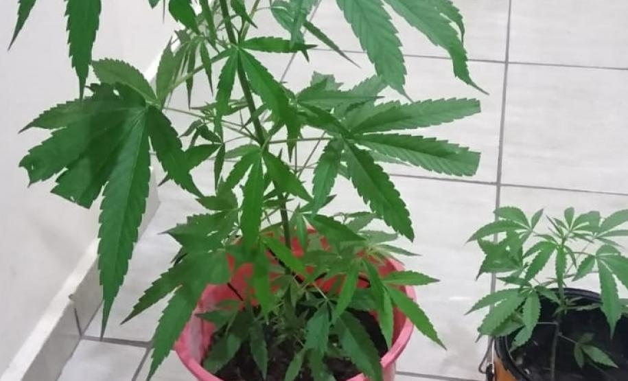 Em ações distintas, PM do Paraná e de São Paulo apreendem drogas e encaminham duas pessoas, no Norte Pioneiro paranaense