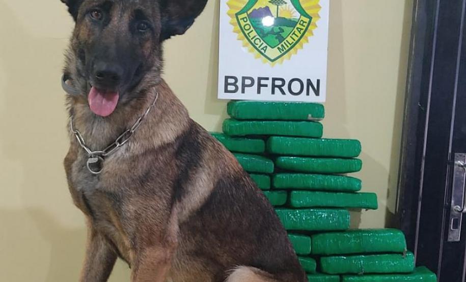 Cão de faro da Polícia de Fronteira auxilia apreensão de mais de 14 kg de maconha oculta em ônibus de viagem
