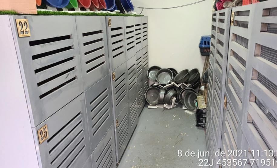 Estado identifica criador ilegal de ouriços em Guarapuava; homem recebeu multa de R$ 13,4 mil