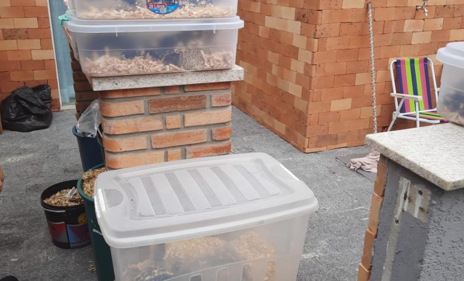 Estado identifica criador ilegal de ouriços em Guarapuava; homem recebeu multa de R$ 13,4 mil