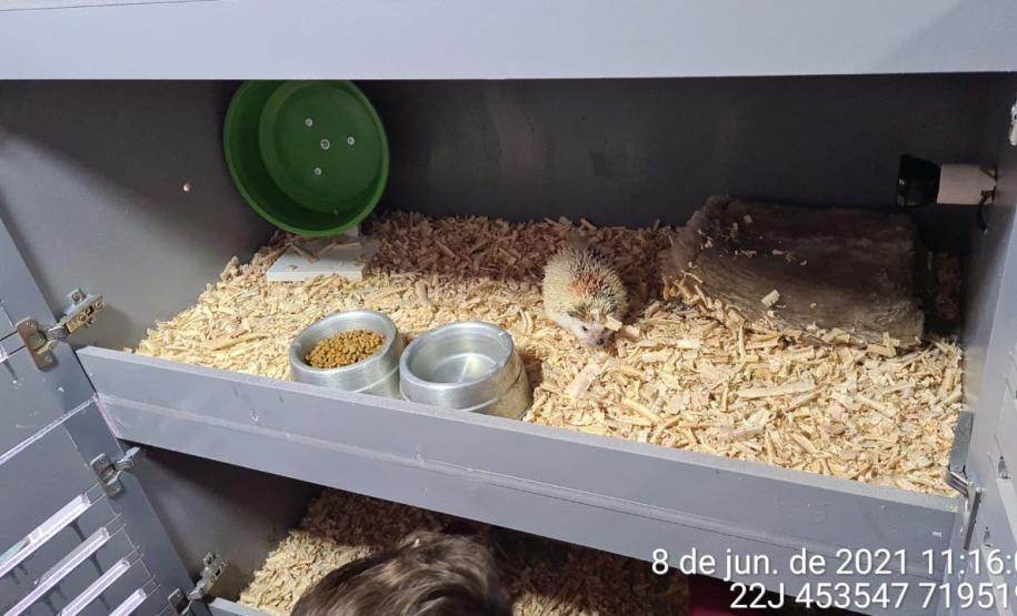 Estado identifica criador ilegal de ouriços em Guarapuava; homem recebeu multa de R$ 13,4 mil