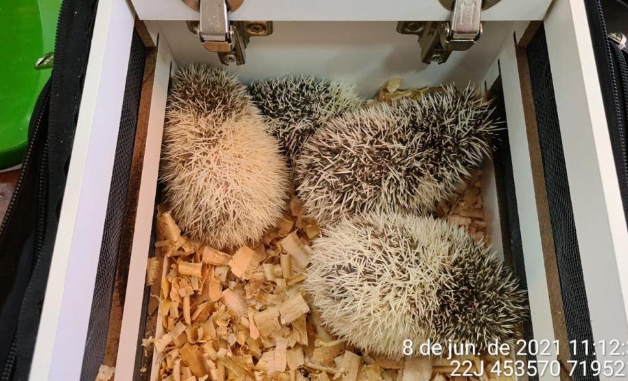 Estado identifica criador ilegal de ouriços em Guarapuava; homem recebeu multa de R$ 13,4 mil