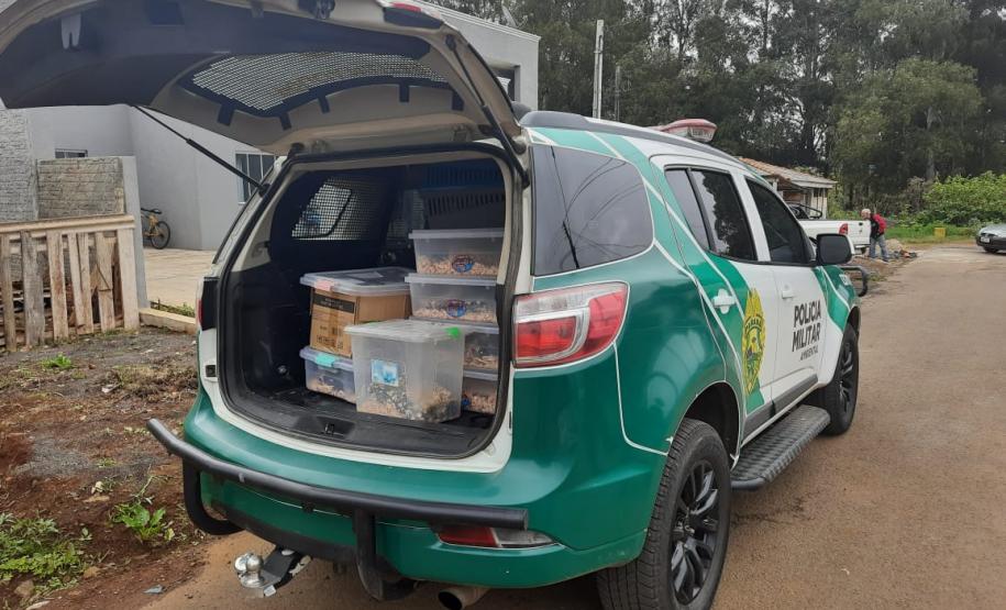 Estado identifica criador ilegal de ouriços em Guarapuava; homem recebeu multa de R$ 13,4 mil