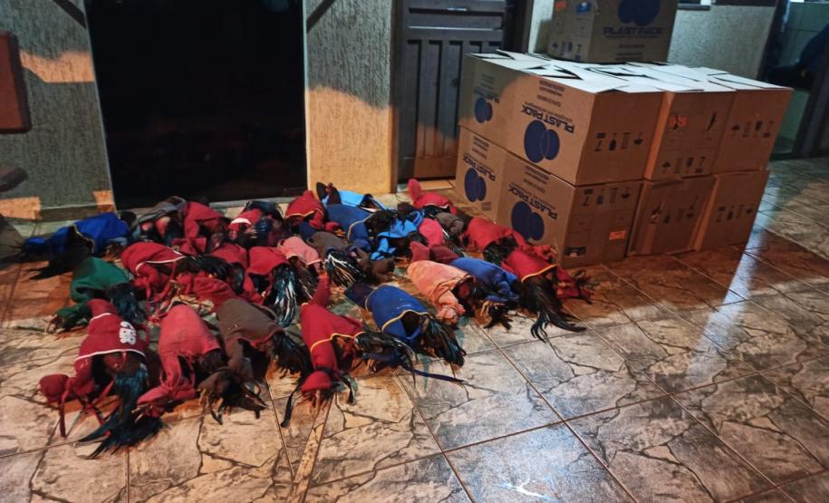 Denúncia anônima auxilia PM a resgatar 40 galos que participavam de rinha e autuar organizadores em R$ 254 mil, em Lindoeste (PR)