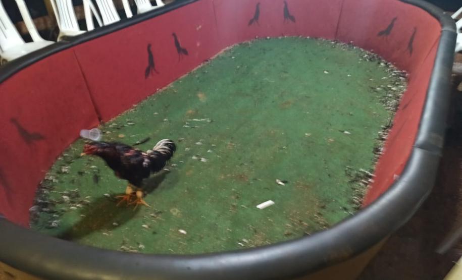 Denúncia anônima auxilia PM a resgatar 40 galos que participavam de rinha e autuar organizadores em R$ 254 mil, em Lindoeste (PR)