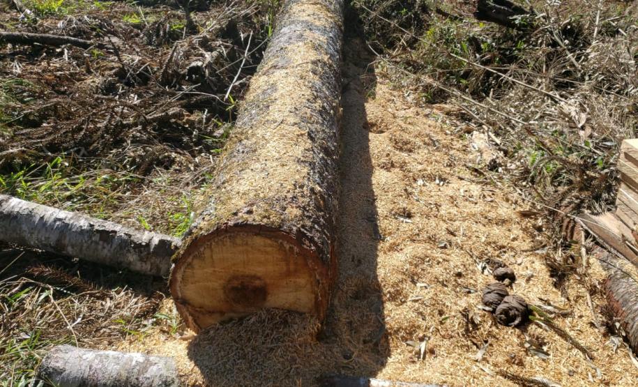 Polícia Ambiental e IAT localizam 406 hectares desmatados no Centro-Sul e aplicam R$ 4,2 milhões em multas