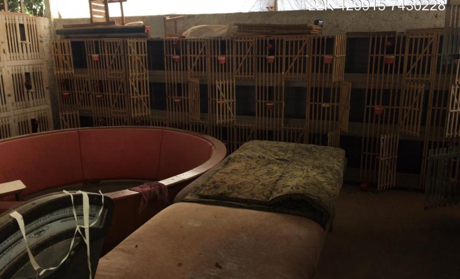 Batalhão Ambiental localiza 139 galos de rinha, 47 árvores cortadas e aplica R$ 363 mil em multas no Paraná