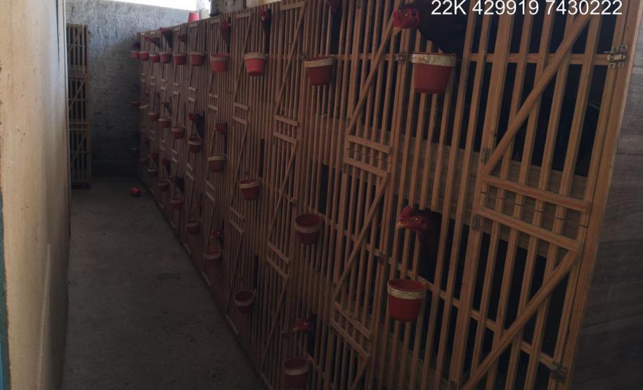 Batalhão Ambiental localiza 139 galos de rinha, 47 árvores cortadas e aplica R$ 363 mil em multas no Paraná