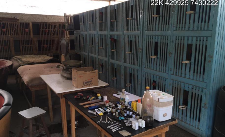 Batalhão Ambiental localiza 139 galos de rinha, 47 árvores cortadas e aplica R$ 363 mil em multas no Paraná