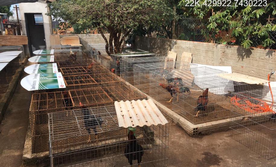 Batalhão Ambiental localiza 139 galos de rinha, 47 árvores cortadas e aplica R$ 363 mil em multas no Paraná