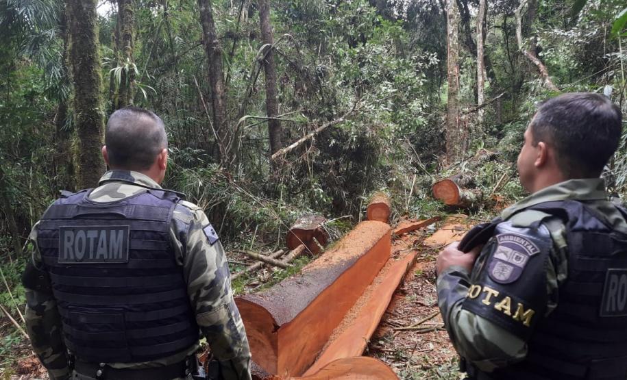 Batalhão Ambiental localiza 139 galos de rinha, 47 árvores cortadas e aplica R$ 363 mil em multas no Paraná