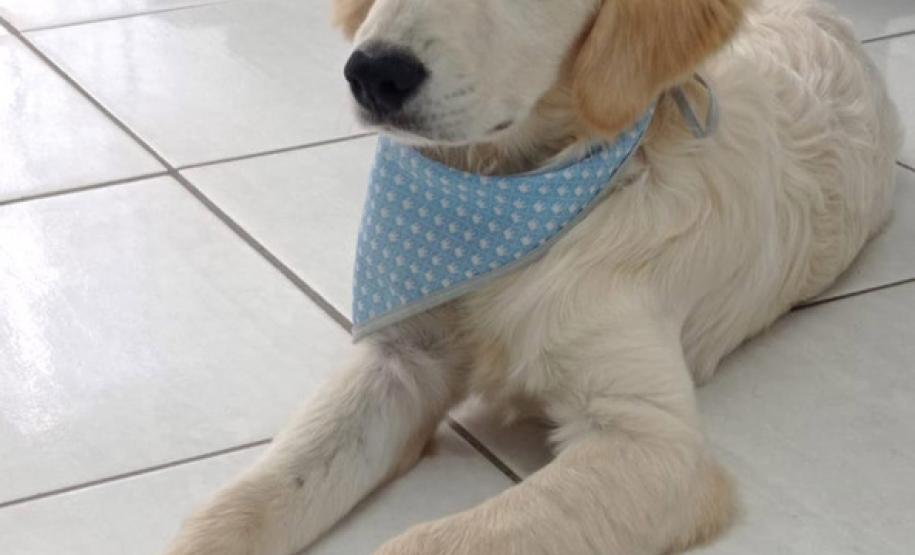 Cão da PM auxiliará em programa de saúde mental de profissionais da segurança