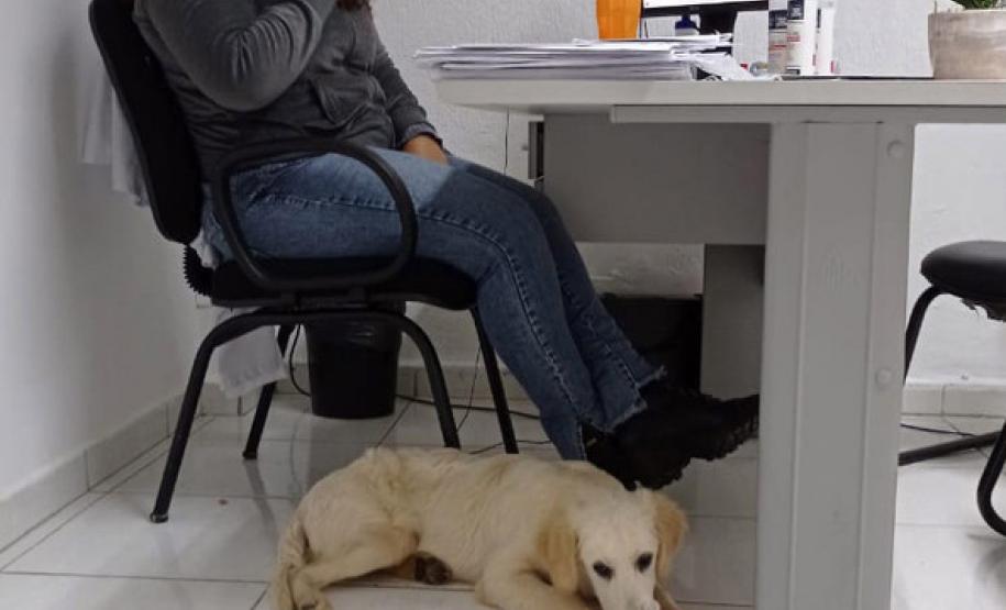 Cão da PM auxiliará em programa de saúde mental de profissionais da segurança