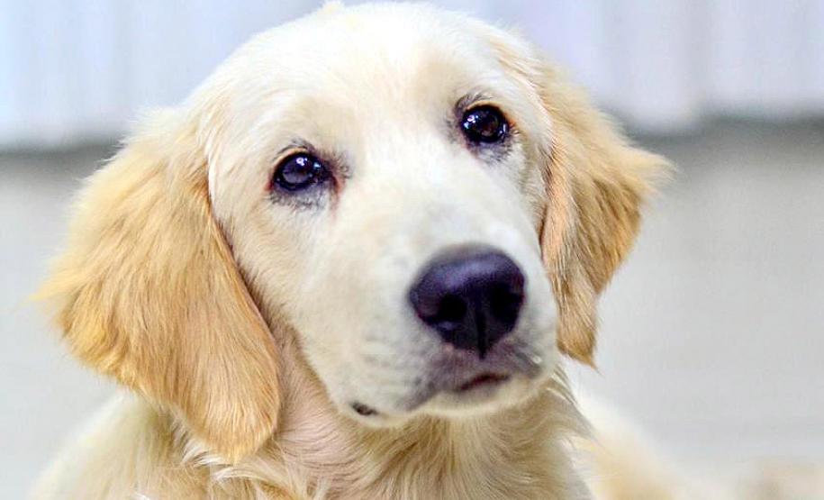 Cão da PM auxiliará em programa de saúde mental de profissionais da segurança