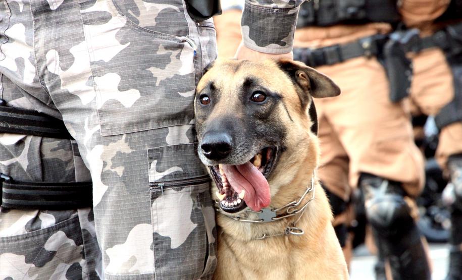 Mais de 200 policiais militares reforçam o policiamento das ruas de Curitiba e Região Metropolitana