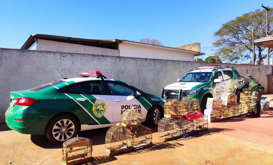 Mais de 100 aves nativas são apreendidas em operação no Noroeste do Estado