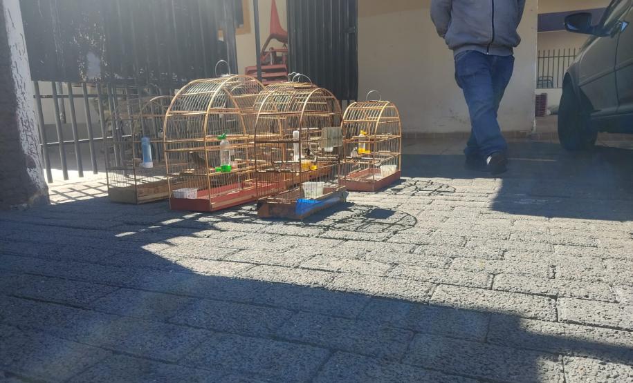 Mais de 100 aves nativas são apreendidas em operação no Noroeste do Estado