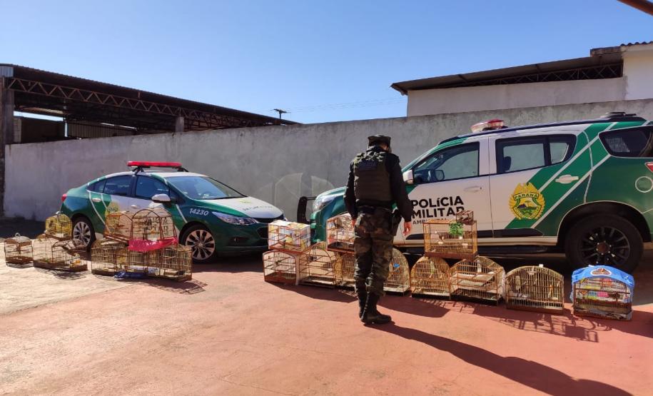 Mais de 100 aves nativas são apreendidas em operação no Noroeste do Estado