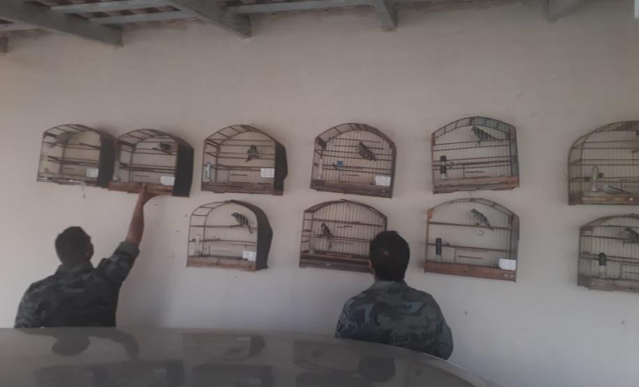 Batalhão Ambiental Força Verde resgata 43 aves silvestres de cativeiro ilegal e encaminha responsável em Salto do Itararé, no Norte Pioneiro do Paraná