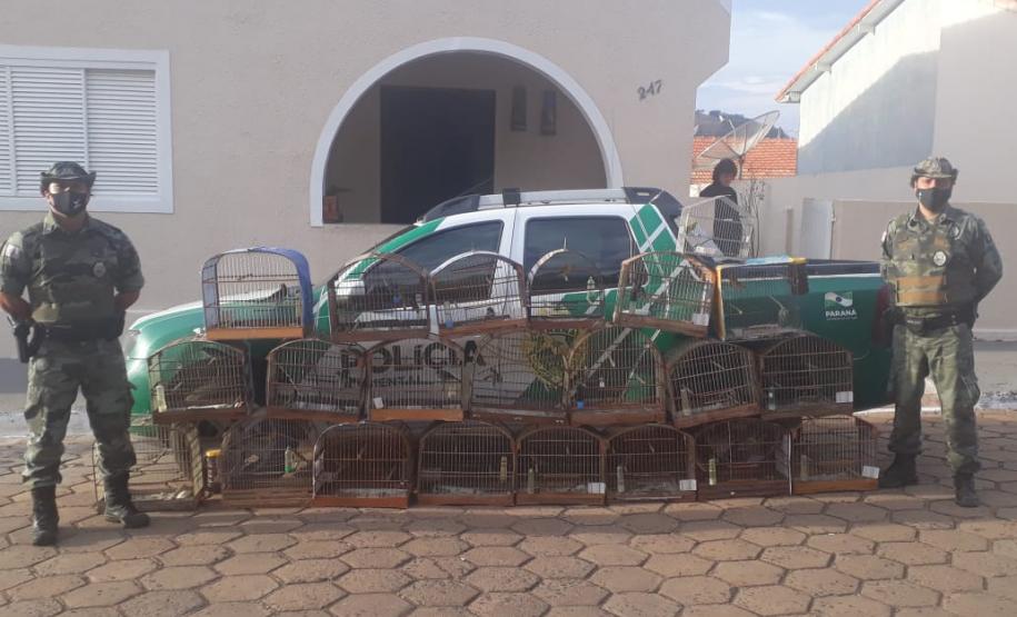 Batalhão Ambiental Força Verde resgata 43 aves silvestres de cativeiro ilegal e encaminha responsável em Salto do Itararé, no Norte Pioneiro do Paraná