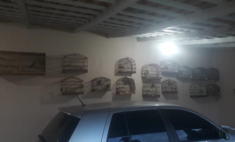Batalhão Ambiental Força Verde resgata 43 aves silvestres de cativeiro ilegal e encaminha responsável em Salto do Itararé, no Norte Pioneiro do Paraná
