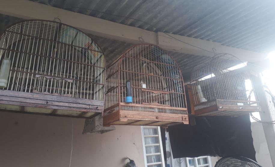 Batalhão Ambiental Força Verde resgata 43 aves silvestres de cativeiro ilegal e encaminha responsável em Salto do Itararé, no Norte Pioneiro do Paraná