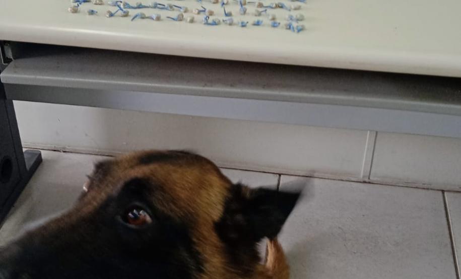 Trio é encaminhado e porções de drogas apreendidas graças a aplicação de cão de faro da PM em Curitiba