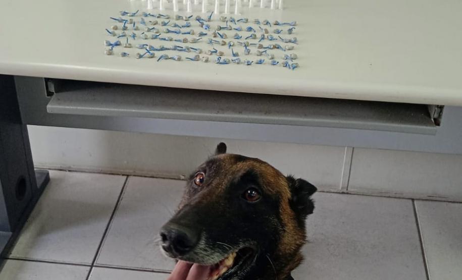 Trio é encaminhado e porções de drogas apreendidas graças a aplicação de cão de faro da PM em Curitiba