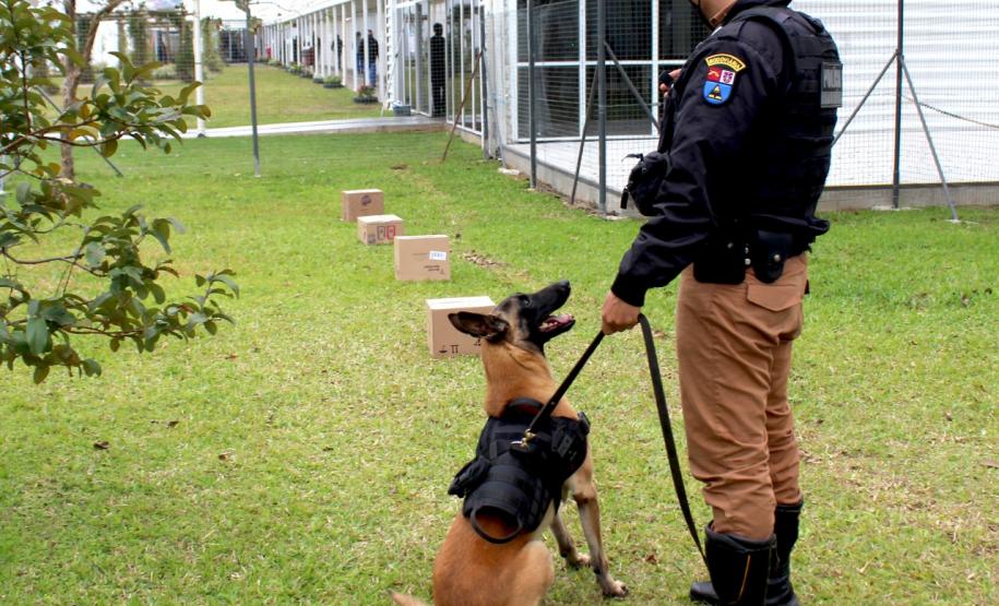 Cães de faro da PM passam por testes de faro de armas no Rio Grande do Sul