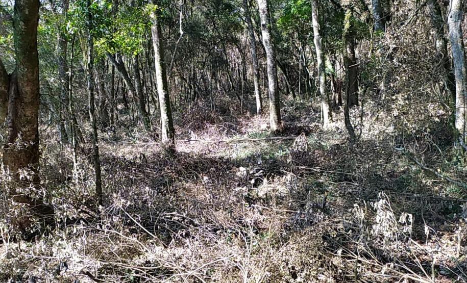 Após denúncia anônima, policiais ambientais localizam 12 hectares de área ambiental desmatada em Boa Ventura de São Roque, no interior