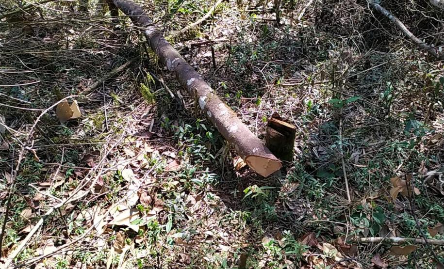Após denúncia anônima, policiais ambientais localizam 12 hectares de área ambiental desmatada em Boa Ventura de São Roque, no interior