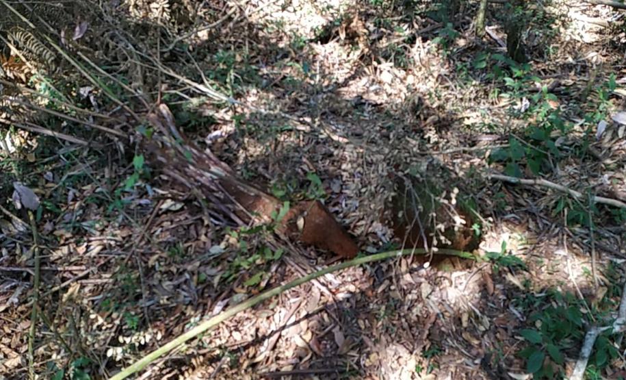 Após denúncia anônima, policiais ambientais localizam 12 hectares de área ambiental desmatada em Boa Ventura de São Roque, no interior