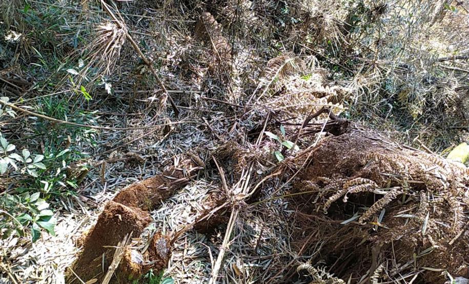 Após denúncia anônima, policiais ambientais localizam 12 hectares de área ambiental desmatada em Boa Ventura de São Roque, no interior