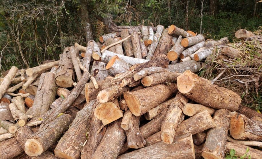 Polícia Ambiental flagra corte de mata nativa e aplica R$ 37,5 mil em multas