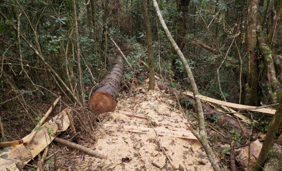 Polícia Ambiental flagra corte de mata nativa e aplica R$ 37,5 mil em multas