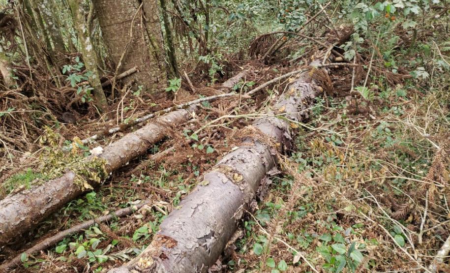Polícia Ambiental flagra corte de mata nativa e aplica R$ 37,5 mil em multas