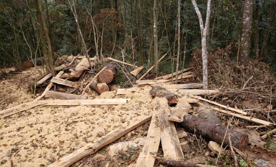 Polícia Ambiental flagra corte de mata nativa e aplica R$ 37,5 mil em multas