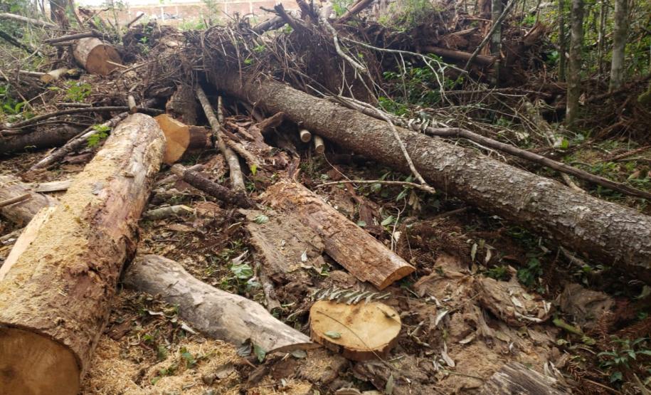 Polícia Ambiental flagra corte de mata nativa e aplica R$ 37,5 mil em multas